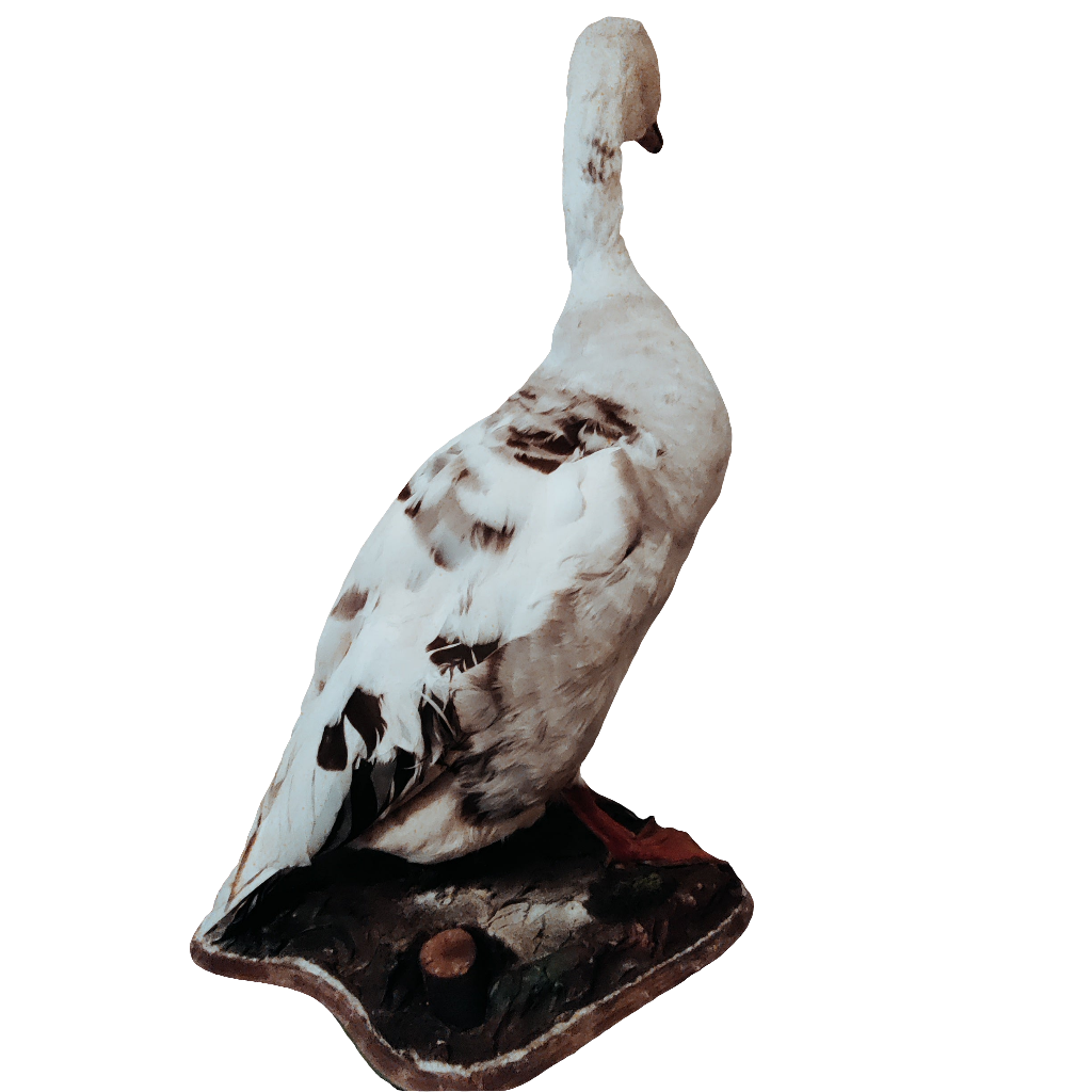 Hybrid greylag x Canada goose