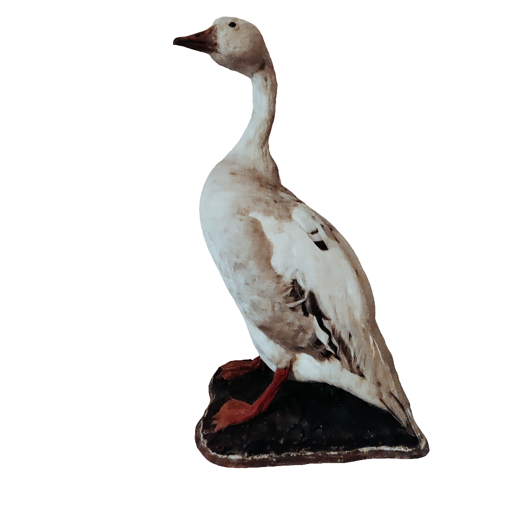 Hybrid greylag x Canada goose